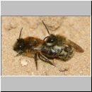 Colletes cunicularius - Weiden-Seidenbiene 18 13mm.jpg